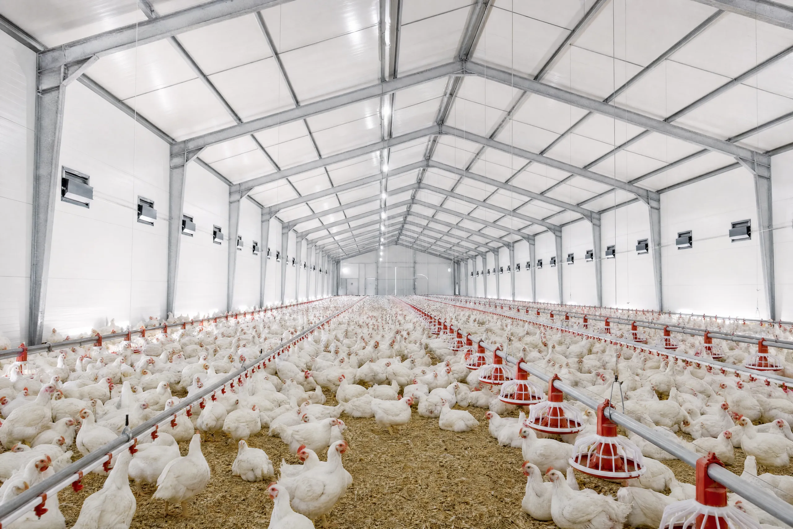 Poultry houses and livestock buildings — SPARKZ